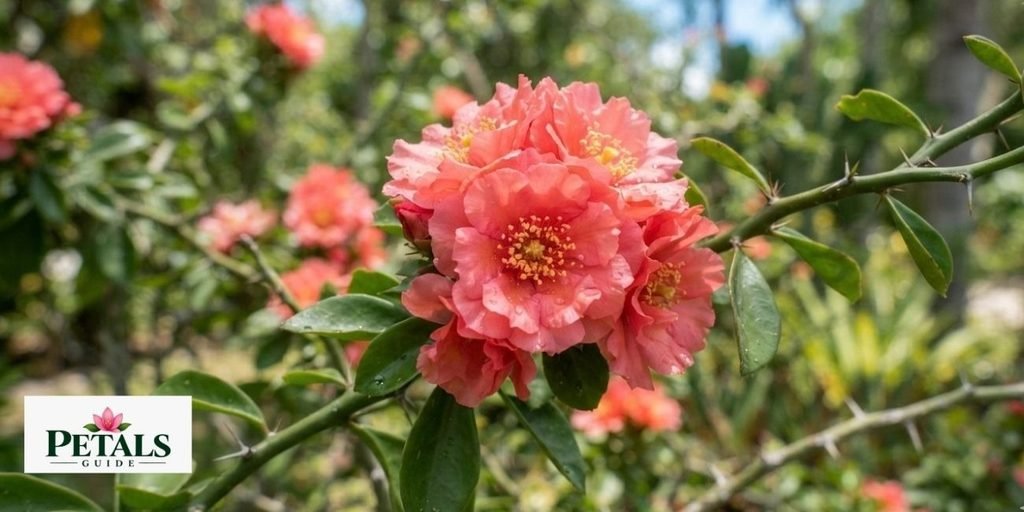 Bayahibe Rose
