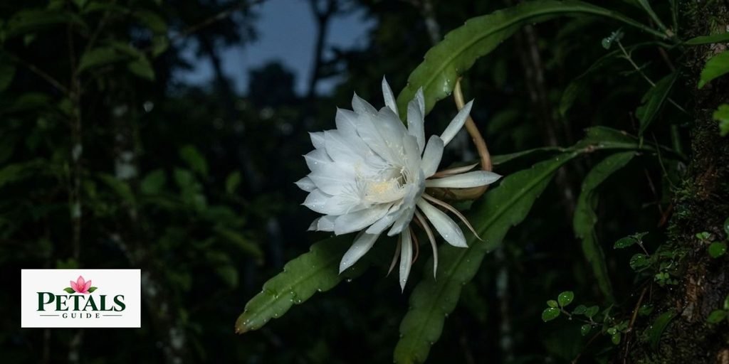 Kadupul Flower