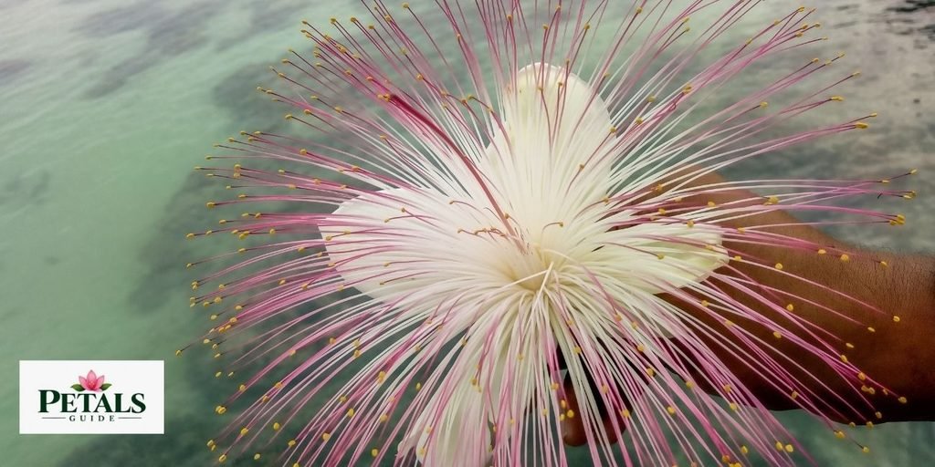 Sea Poison Tree Flower