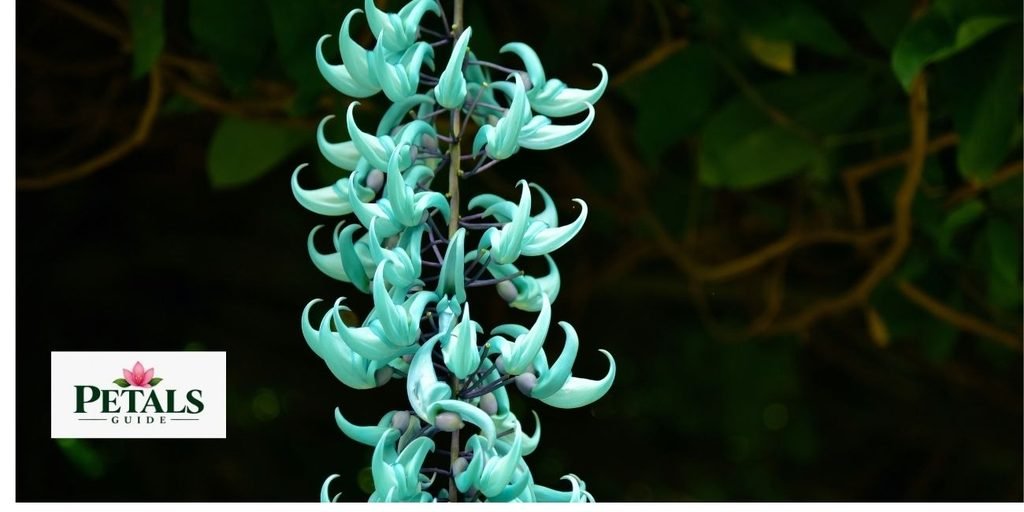 Jade Vine