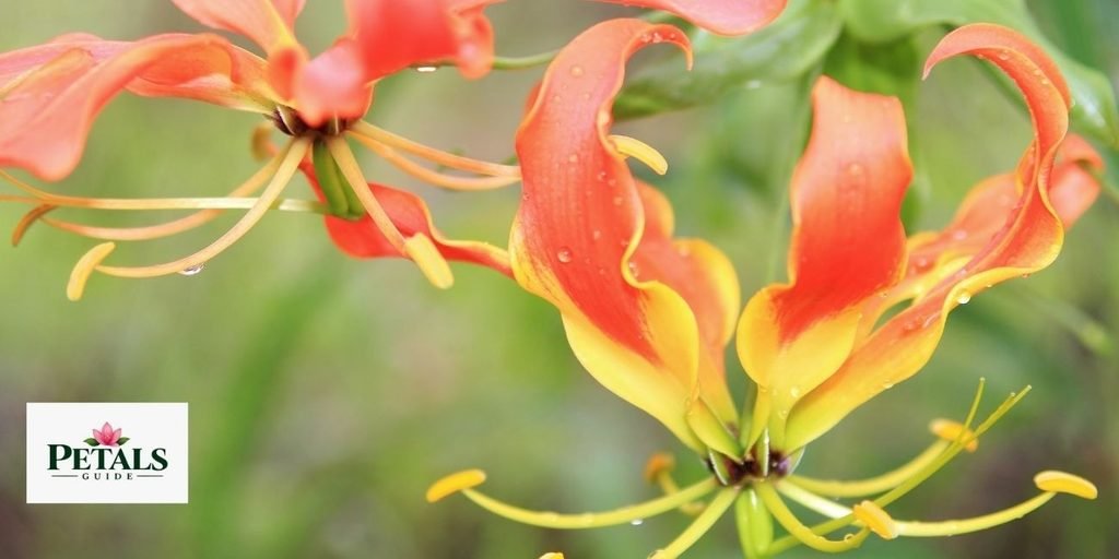 Fire Lily