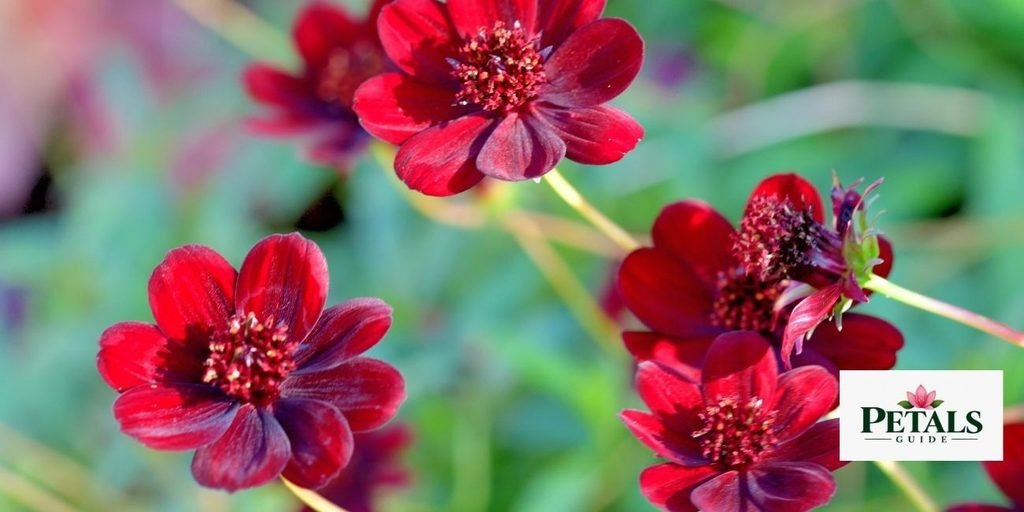 Chocolate Cosmos 