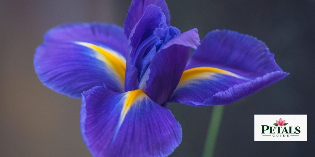 Iris