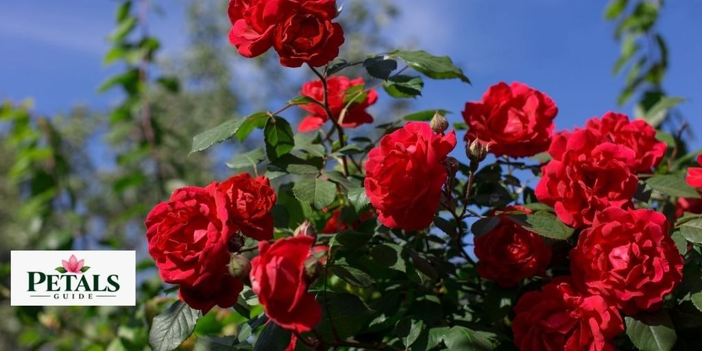 Four Letter Flower Names