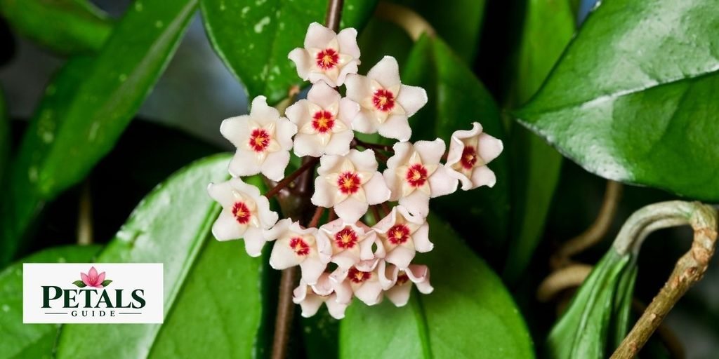 Hoya
